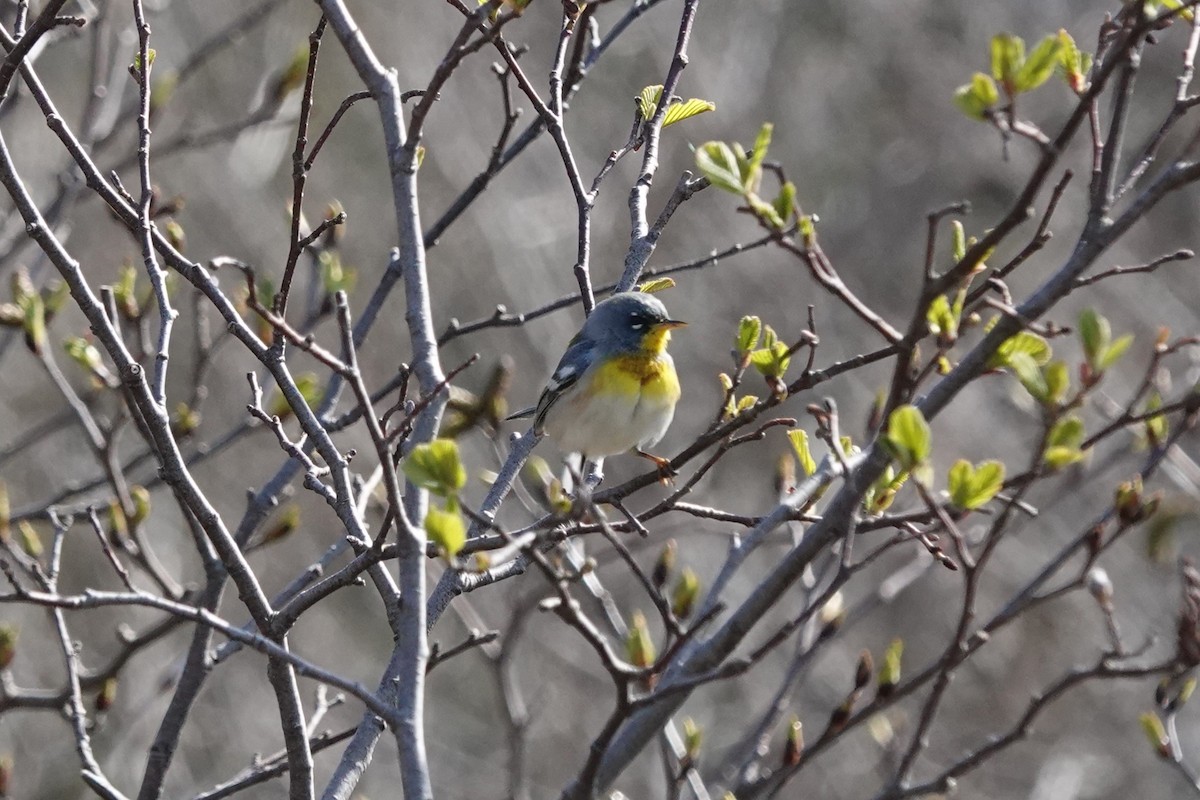 Northern Parula - Stacey Keefer