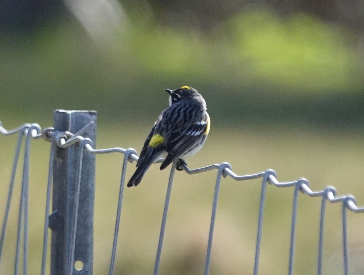 Yellow-rumped Warbler - Stacey Keefer