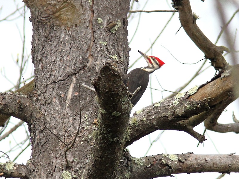 Pileated Woodpecker - ML618934358