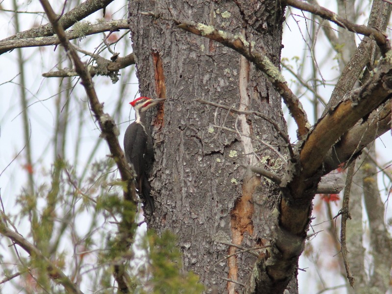 Pileated Woodpecker - ML618934367