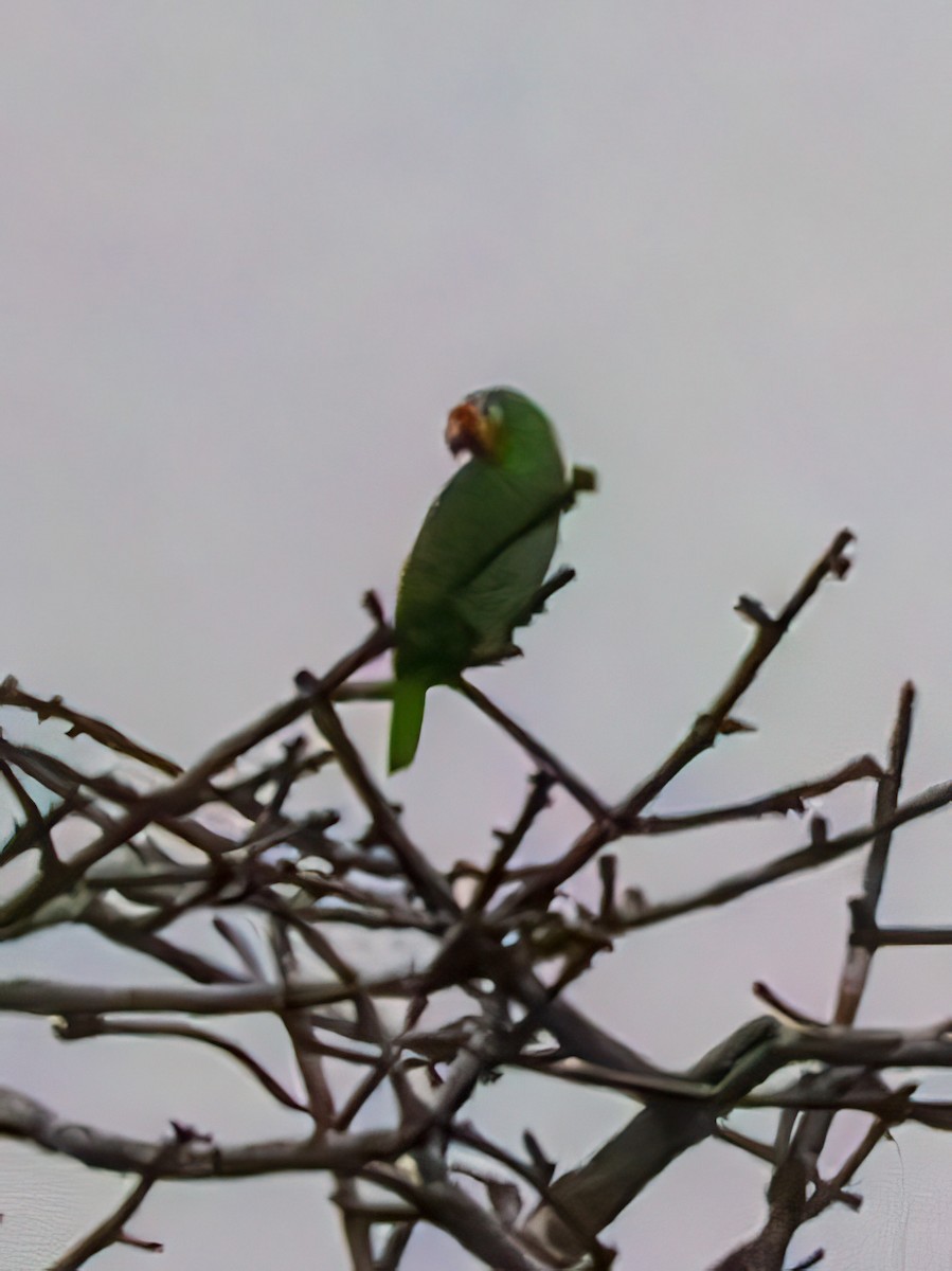 Red-lored Parrot - ML618934405