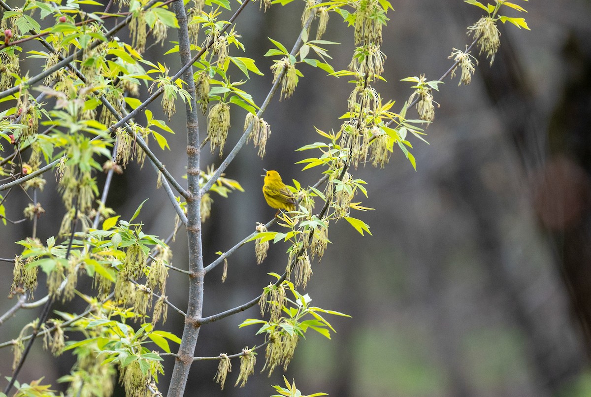 Yellow Warbler - Boden Bubb