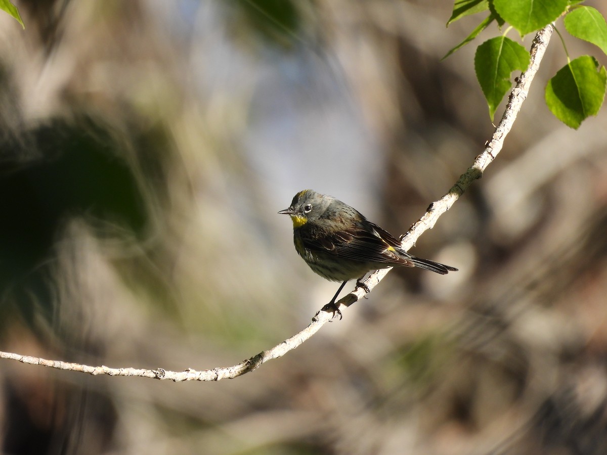 Yellow-rumped Warbler (Audubon's) - Carl Lundblad