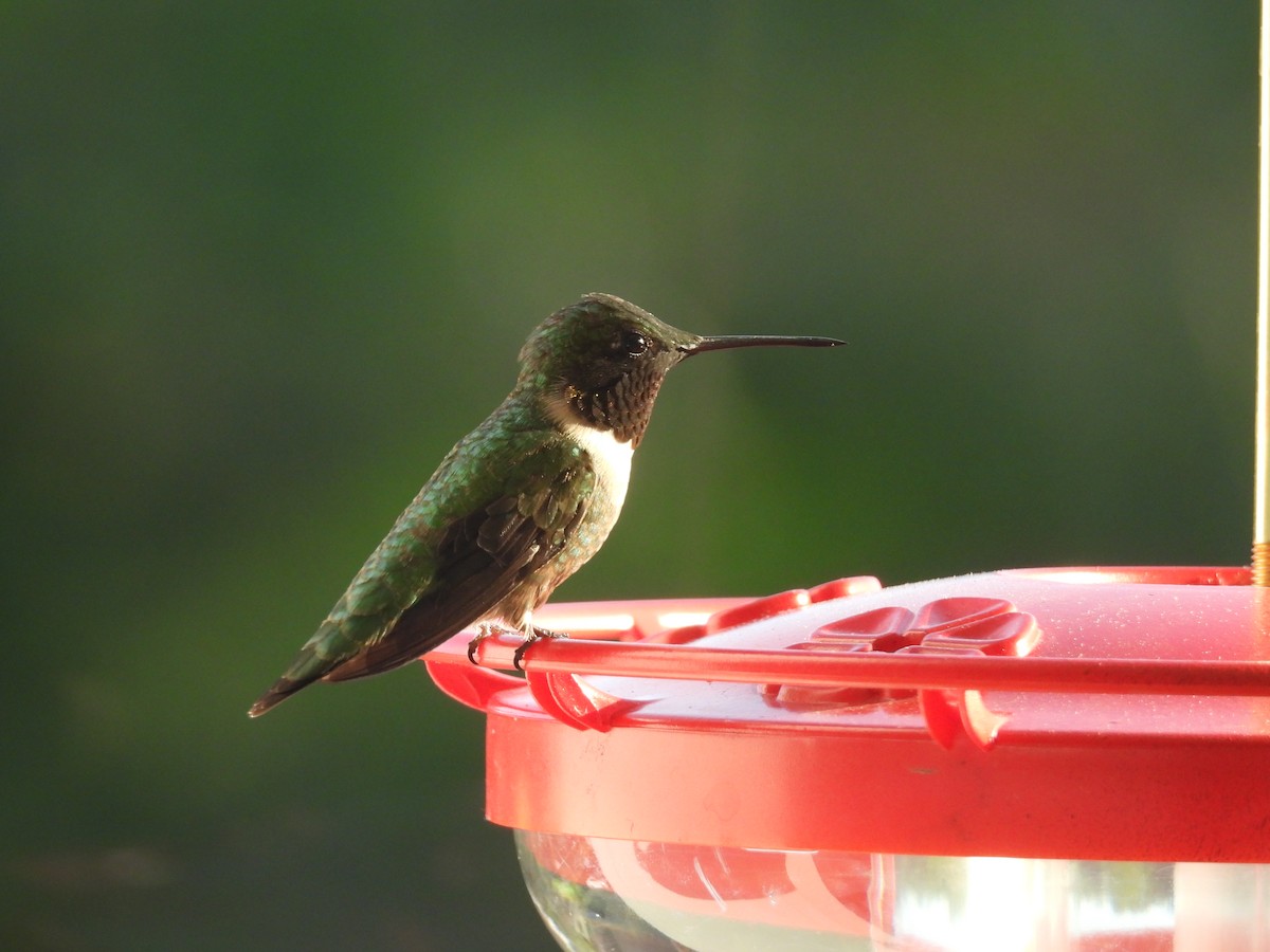 Ruby-throated Hummingbird - ML618934455