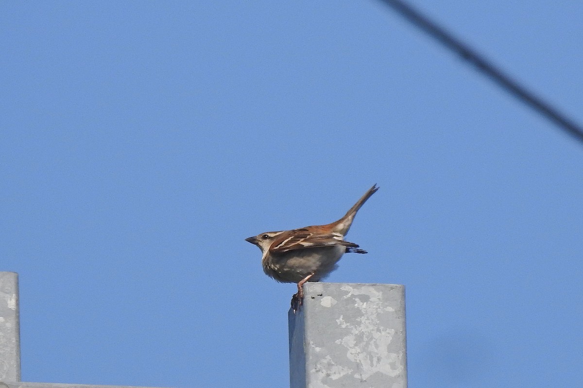Russet Sparrow - ML618934485
