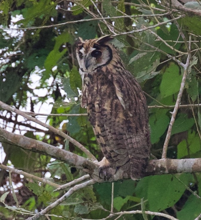 Striped Owl - ML618934496