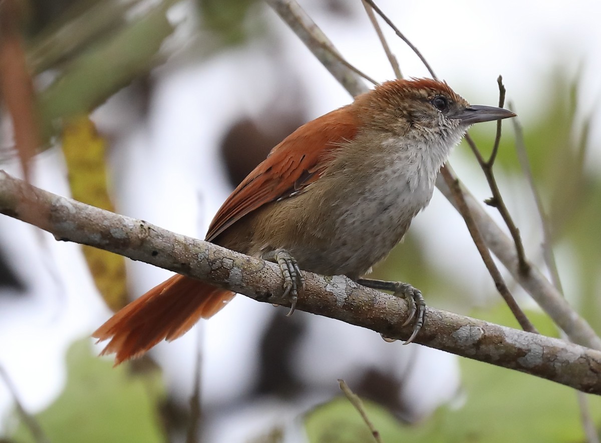 Parker's Spinetail - ML618934525