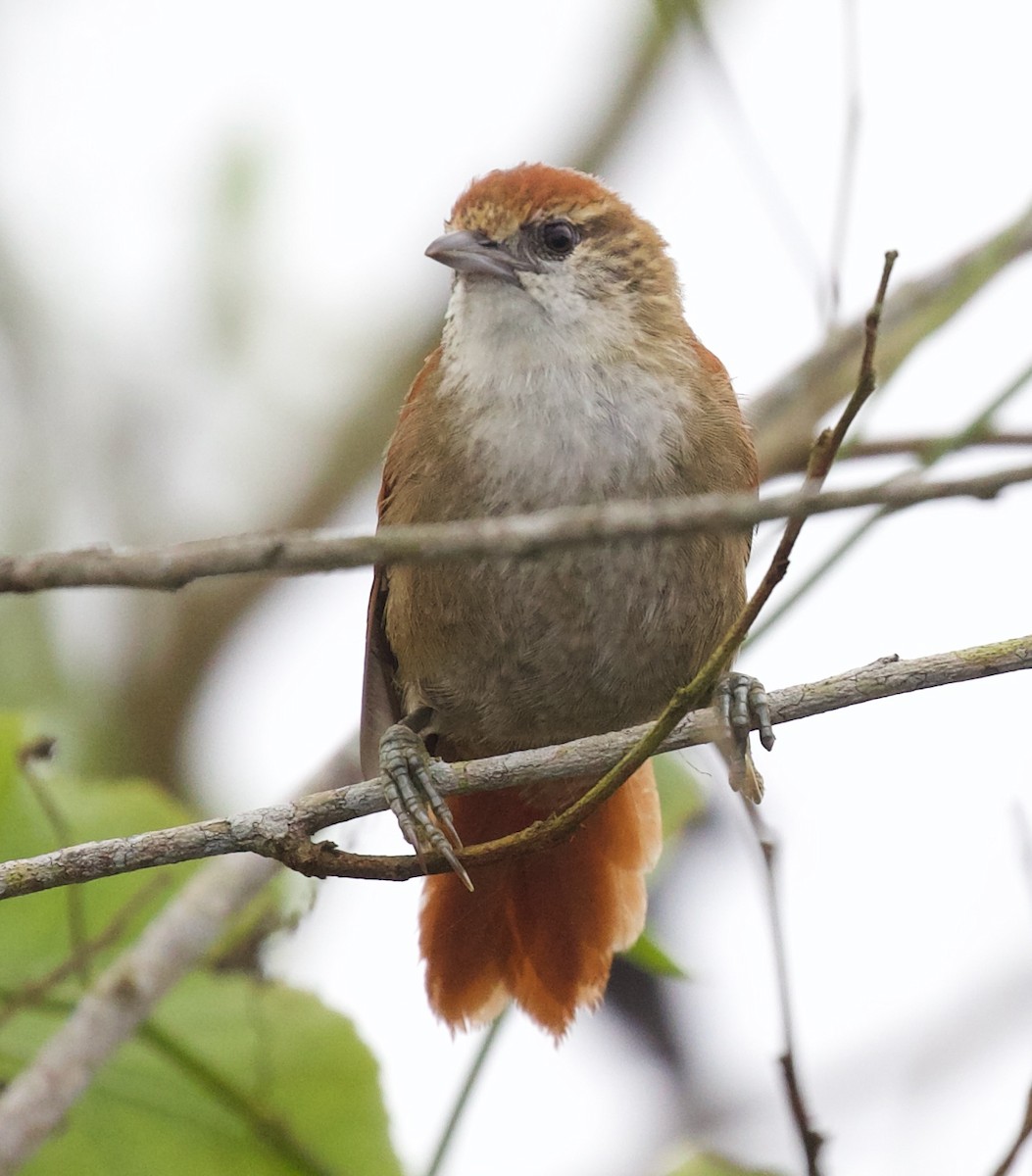 Parker's Spinetail - ML618934526