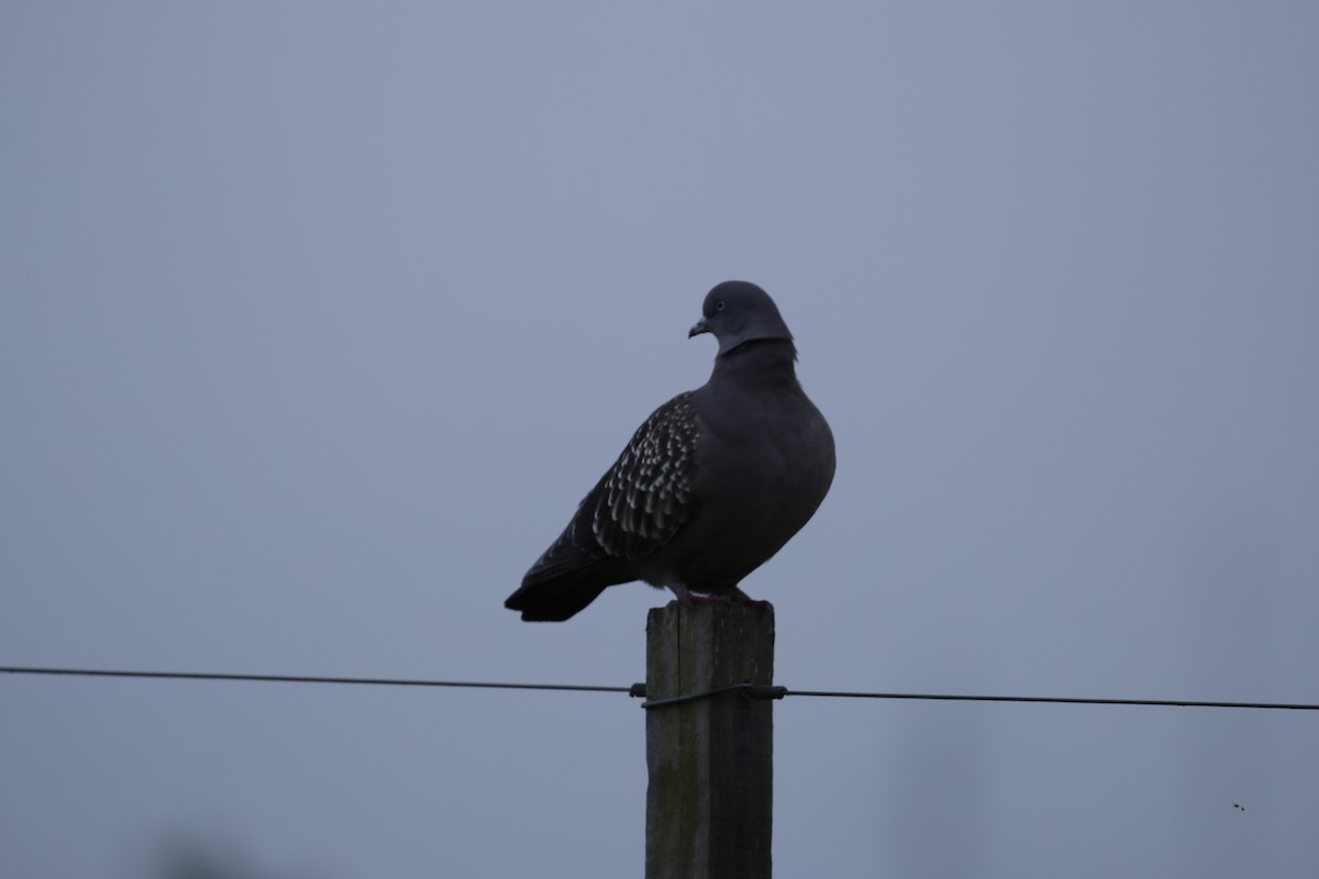 Picazuro Pigeon - ML618934527