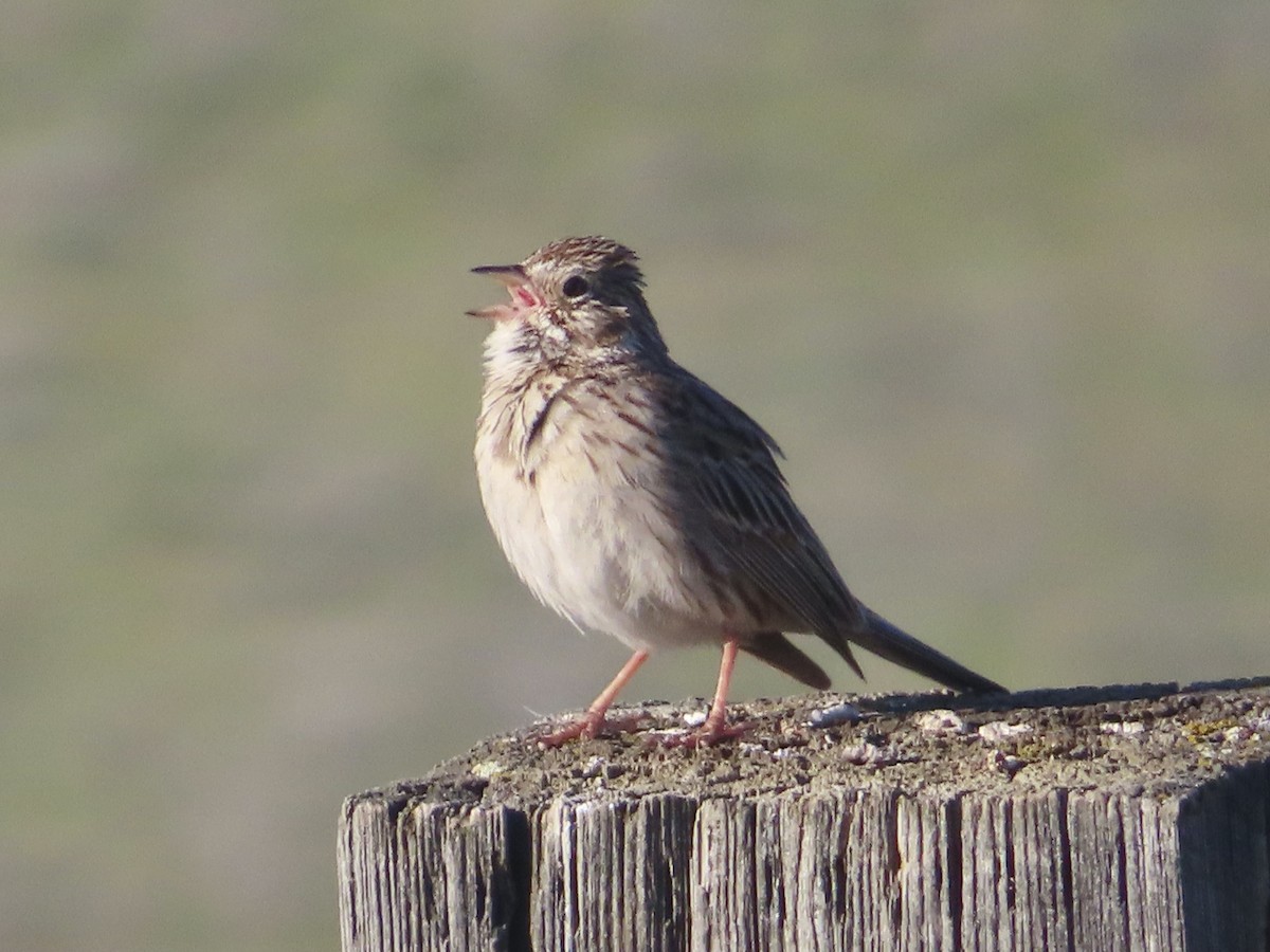 Vesper Sparrow - Margaret Koren