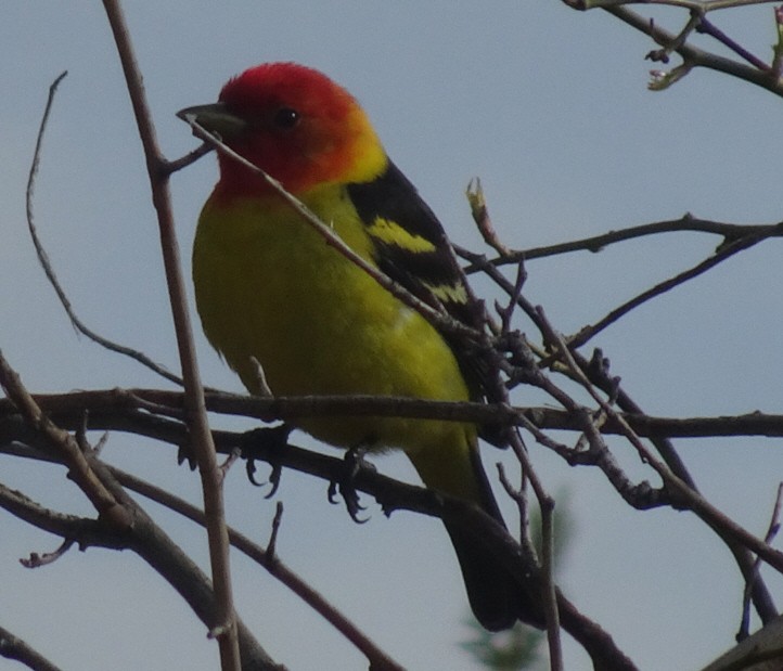 Western Tanager - ML618934530
