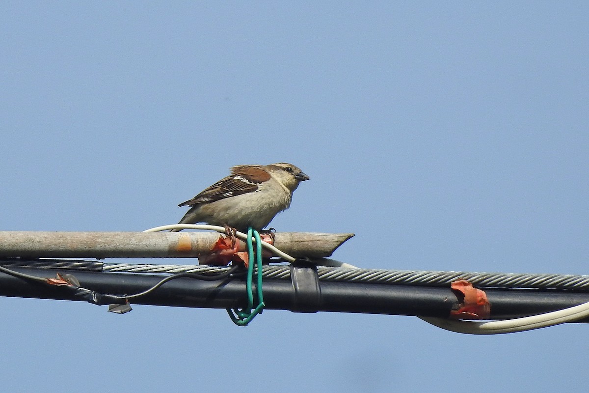Russet Sparrow - ML618934577