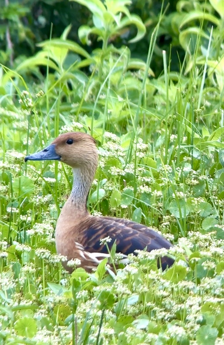Fulvous Whistling-Duck - ML618934647