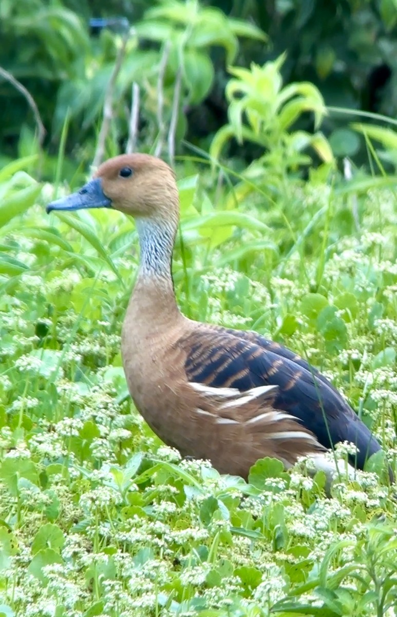Fulvous Whistling-Duck - ML618934648