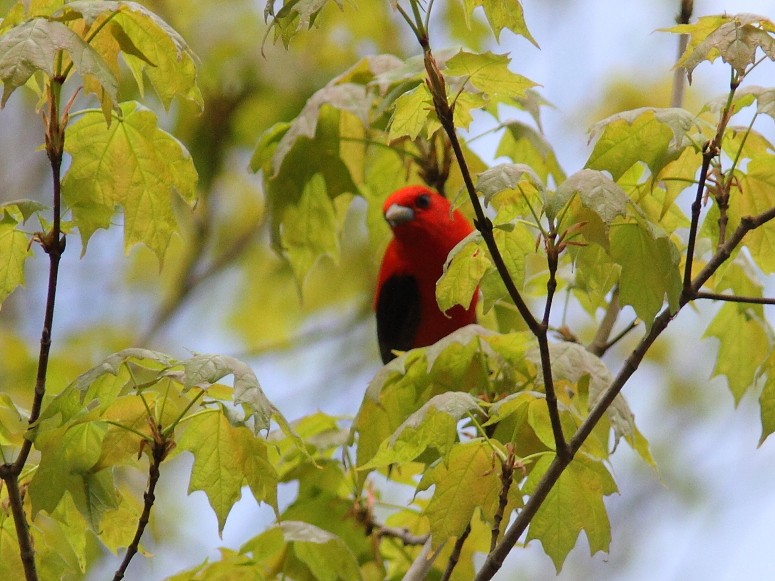 Scarlet Tanager - ML618934677