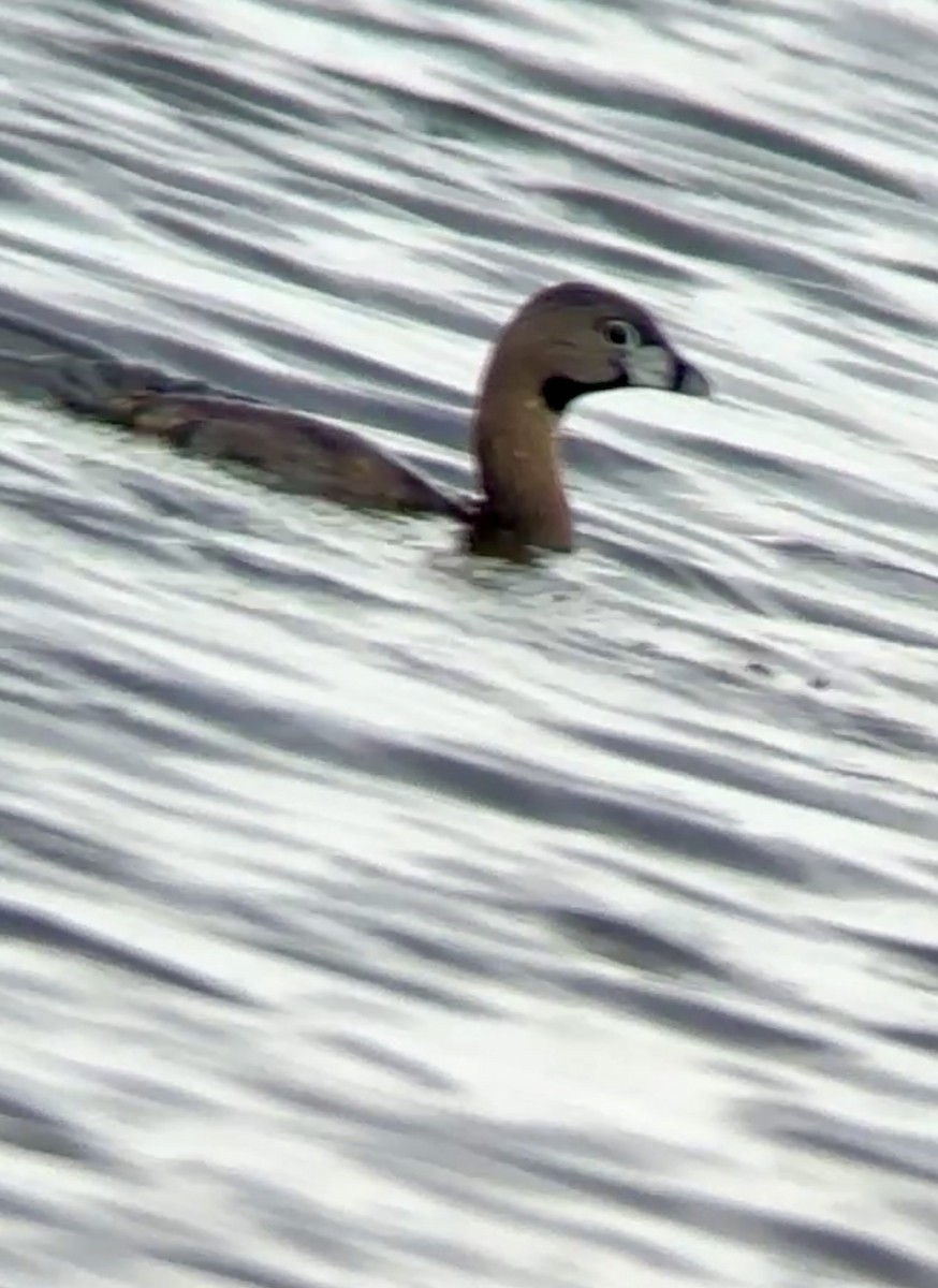 Pied-billed Grebe - Soule Mary