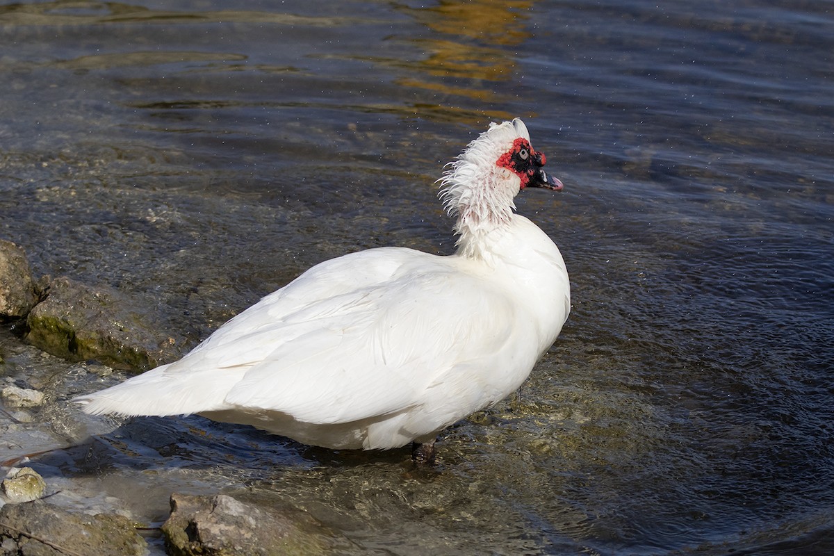 Muscovy Duck (Domestic type) - Tania Campos