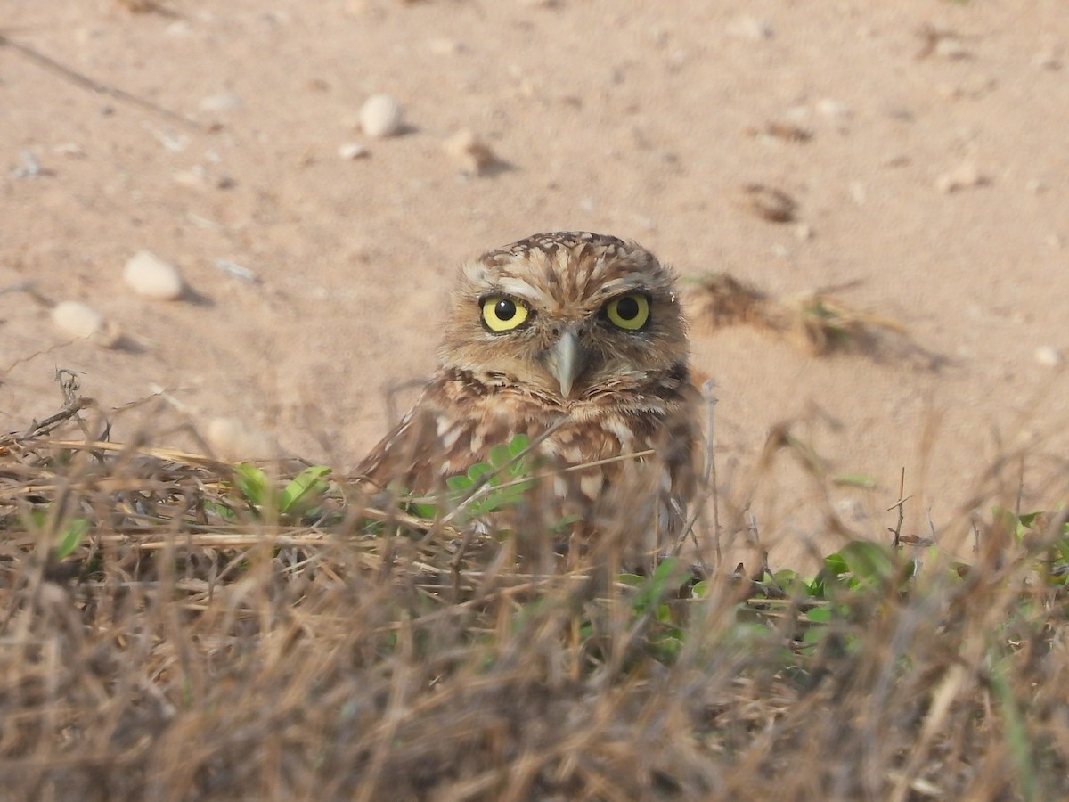Burrowing Owl - Glenda Tromp