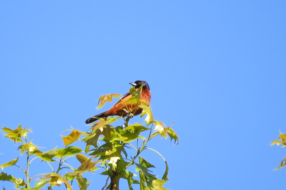 Orchard Oriole - suzanne pudelek