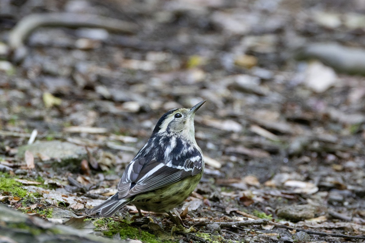 Black-and-white Warbler - ML618934710