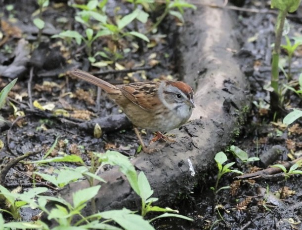 Swamp Sparrow - ML618934716
