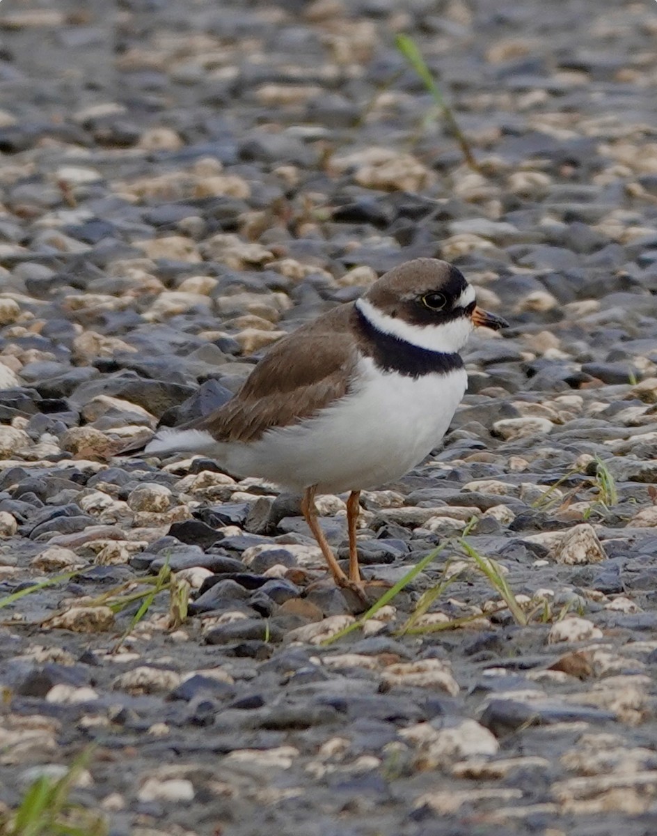 Semipalmated Plover - ML618934743