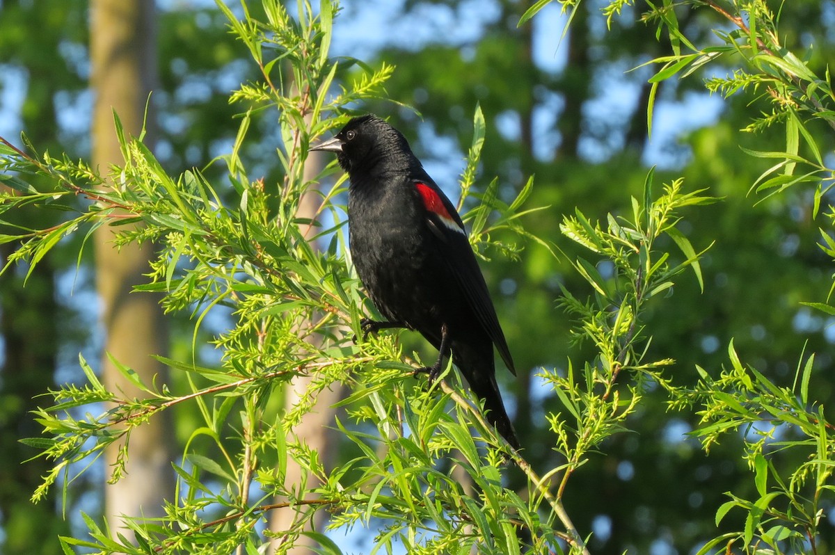 Red-winged Blackbird - suzanne pudelek