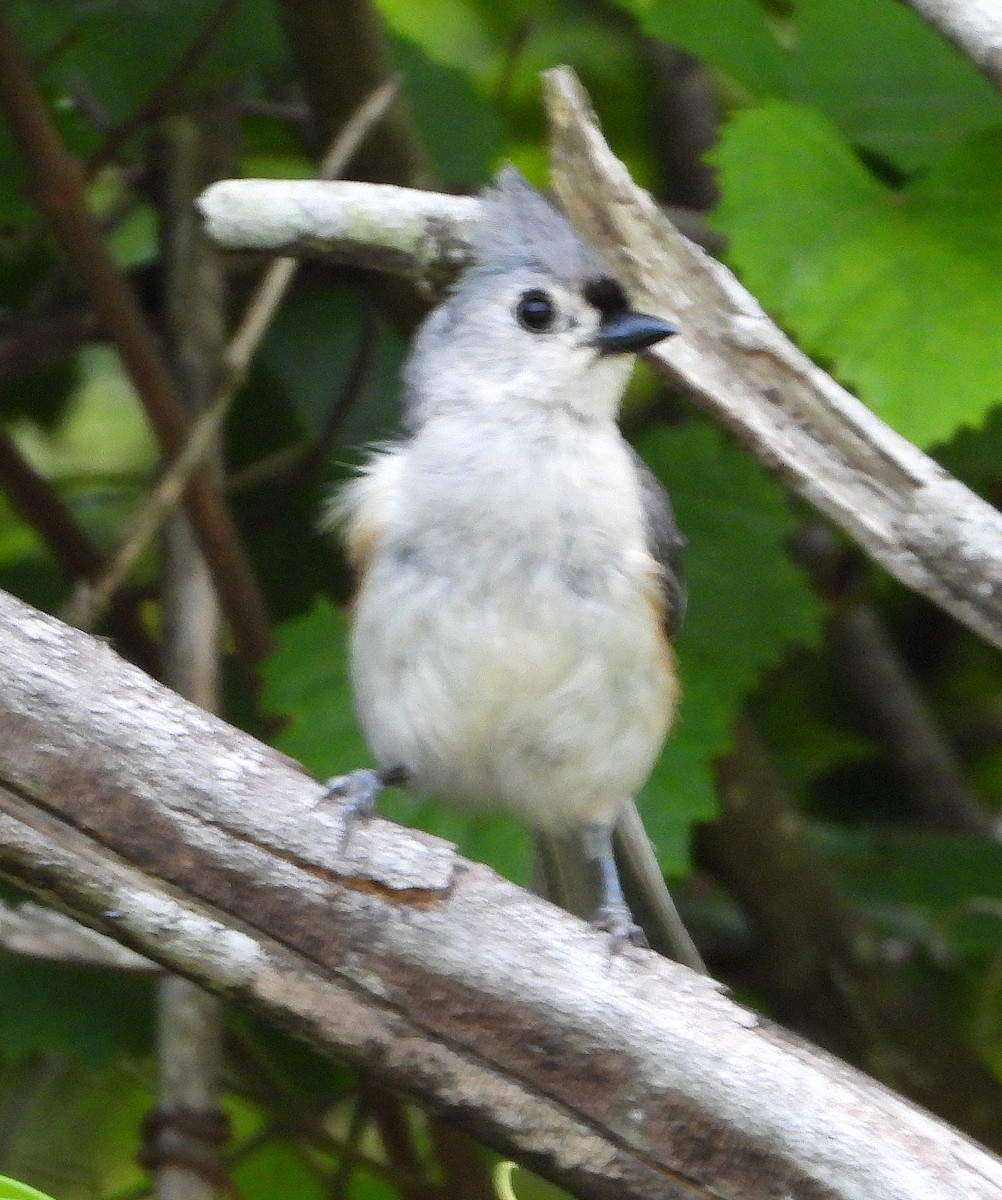 Tufted Titmouse - Jay Huner