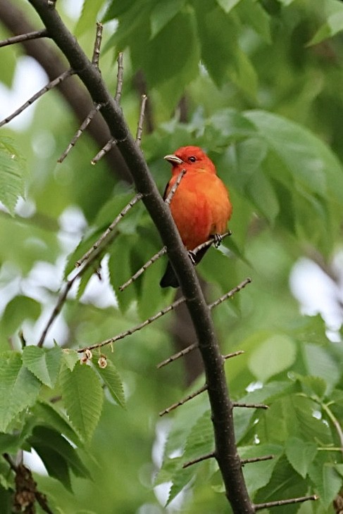 Scarlet Tanager - ML618934780