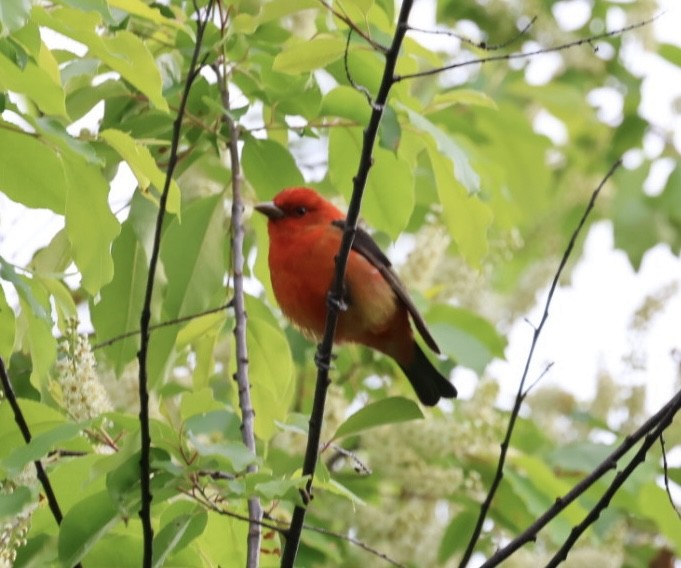 Scarlet Tanager - ML618934781