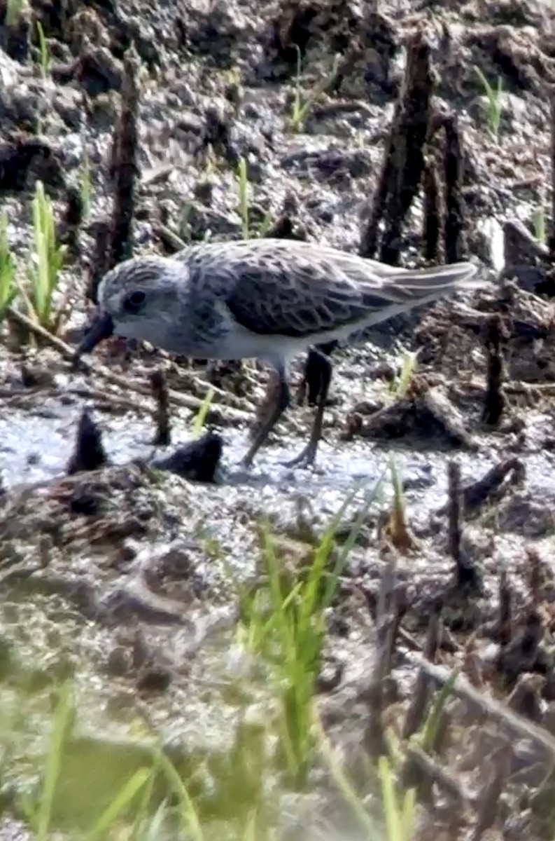 Semipalmated Sandpiper - Soule Mary