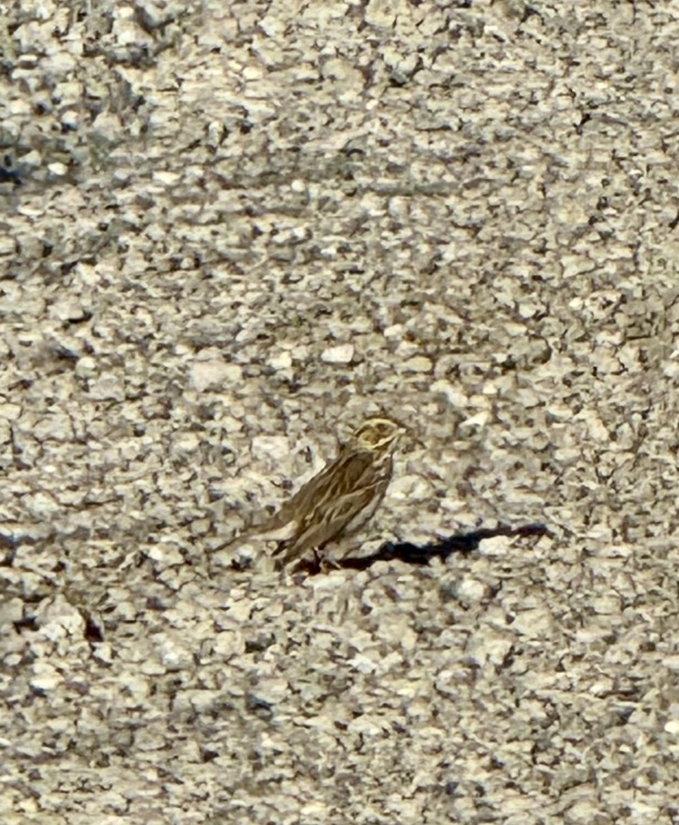 Savannah Sparrow - ML618934829