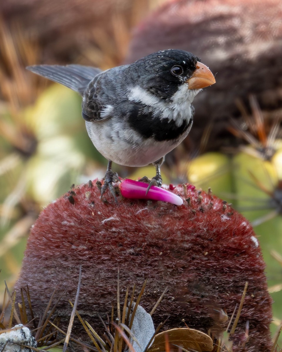 White-throated Seedeater - ML618934920
