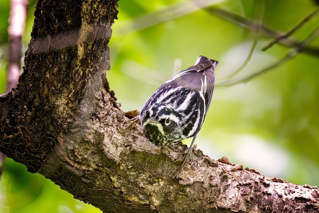 Black-and-white Warbler - Eric Dyck
