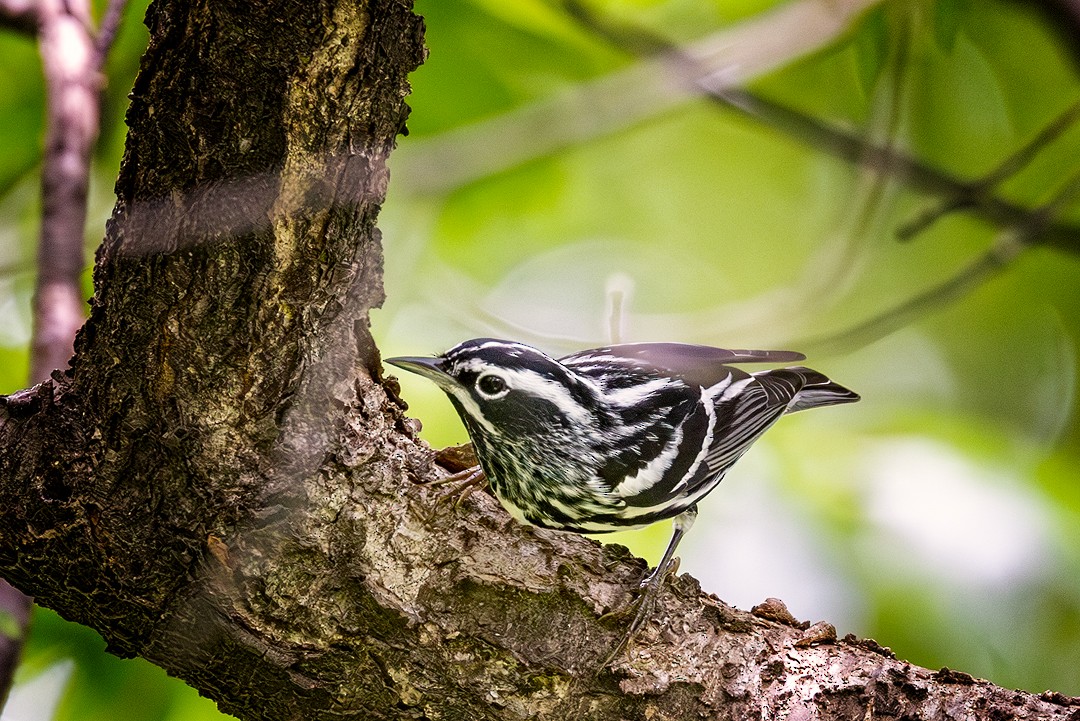 Black-and-white Warbler - ML618934924