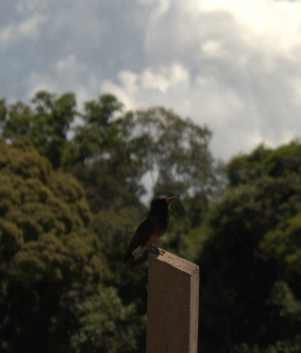 Swallow-winged Puffbird - THALIA DEL CASTILLO MUÑOZ