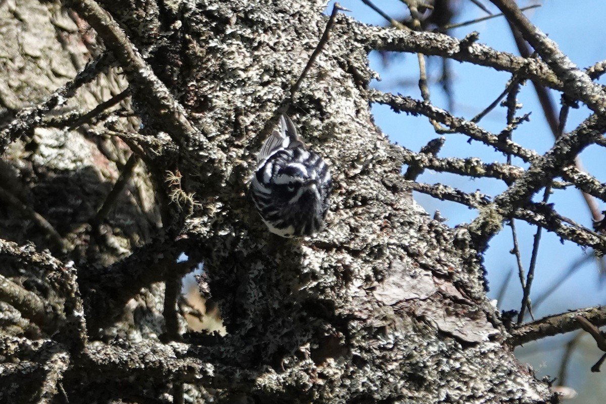 Black-and-white Warbler - Stacey Keefer