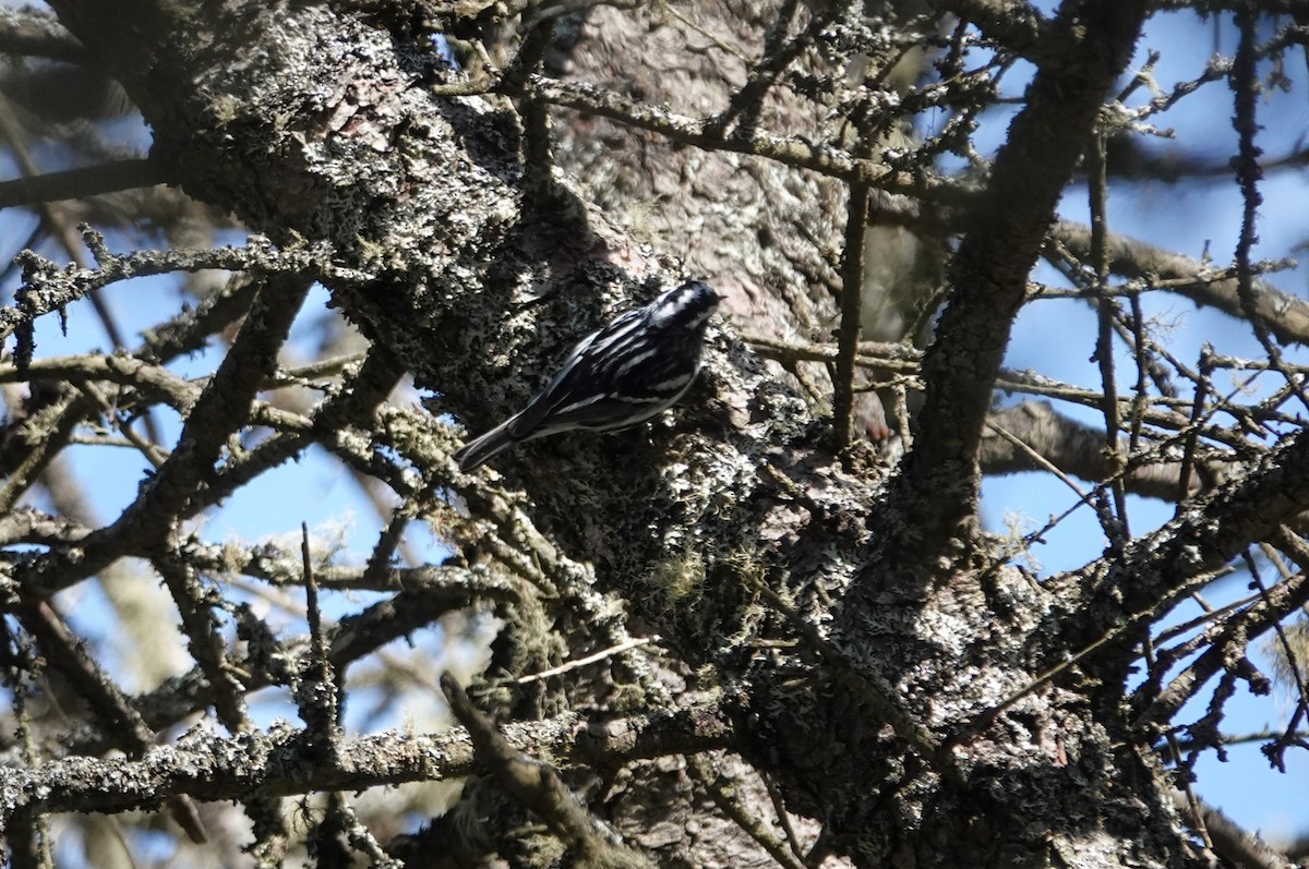 Black-and-white Warbler - Stacey Keefer