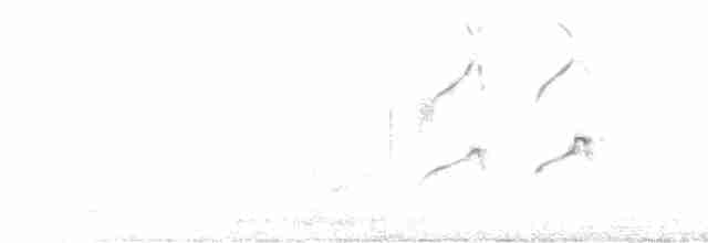 Swallow-tailed Kite - ML618935008