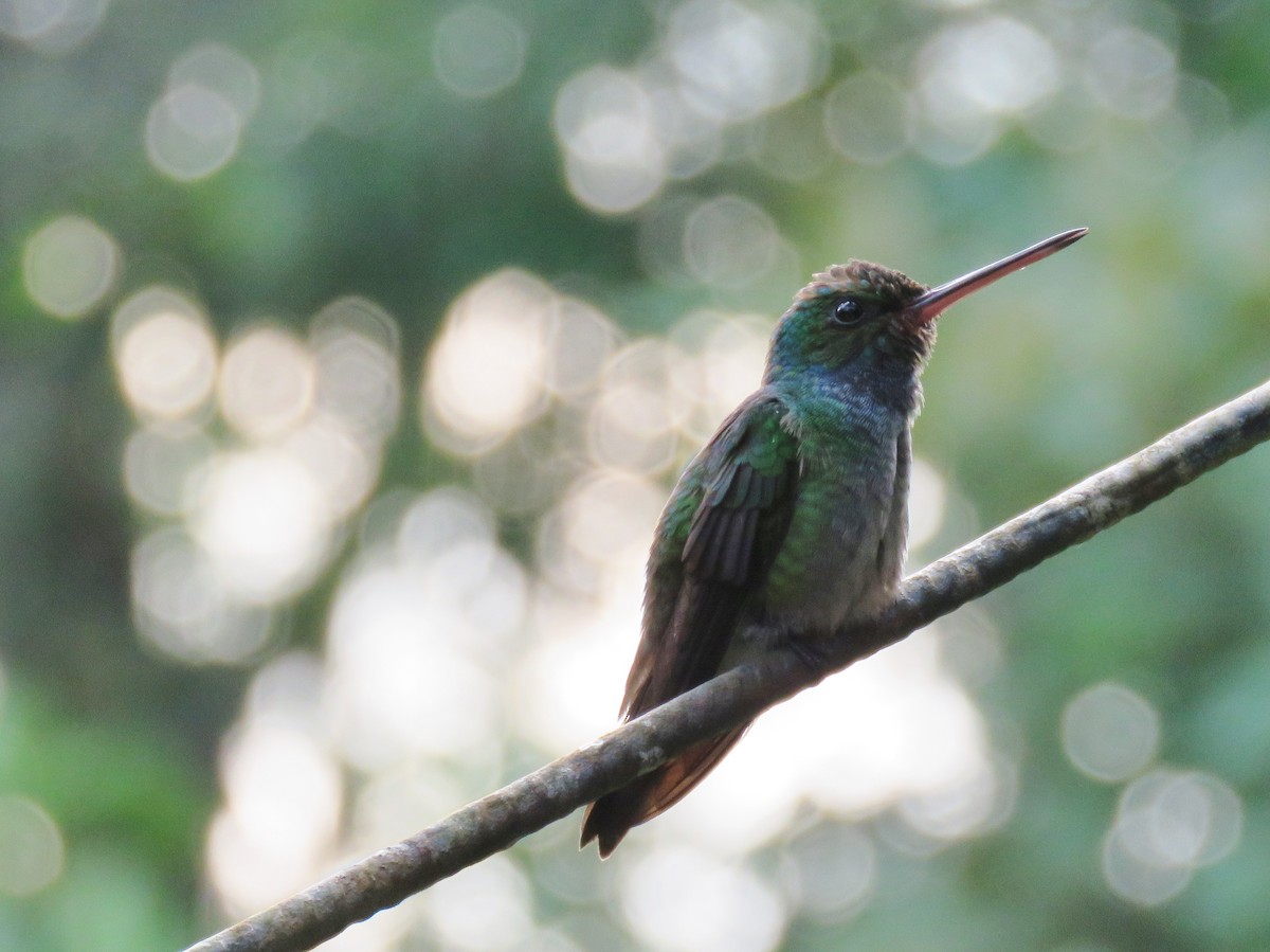Charming Hummingbird - ML618935022