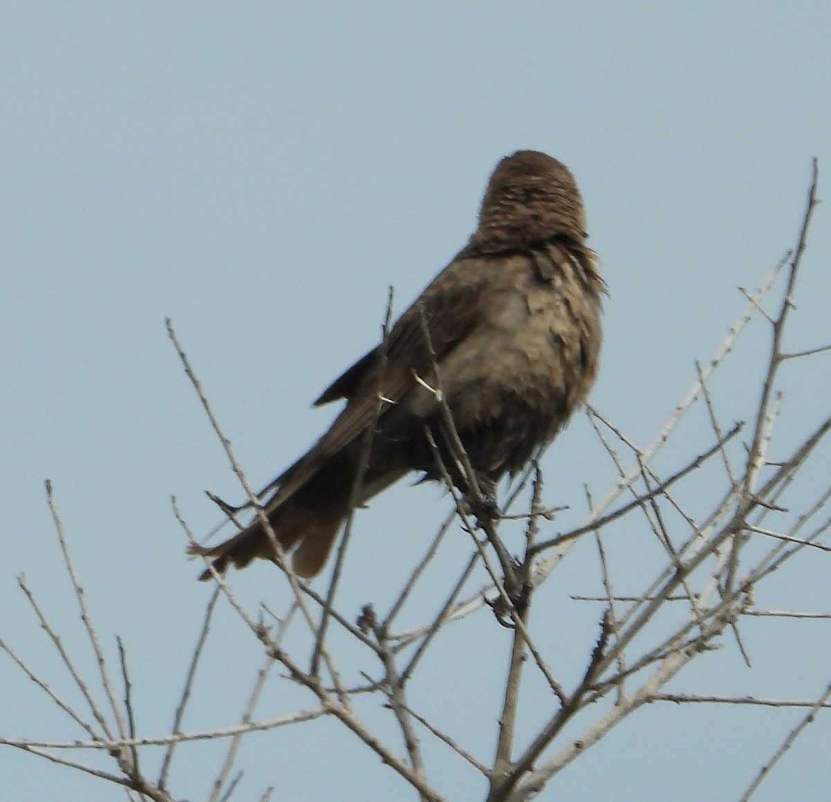 Brown-headed Cowbird - ML618935042