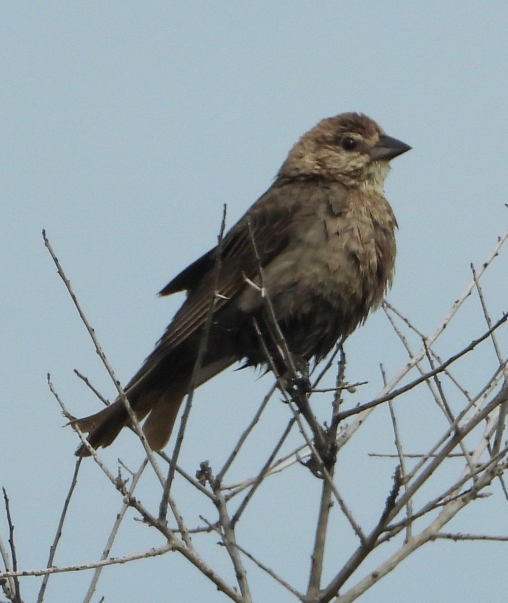 Brown-headed Cowbird - ML618935044