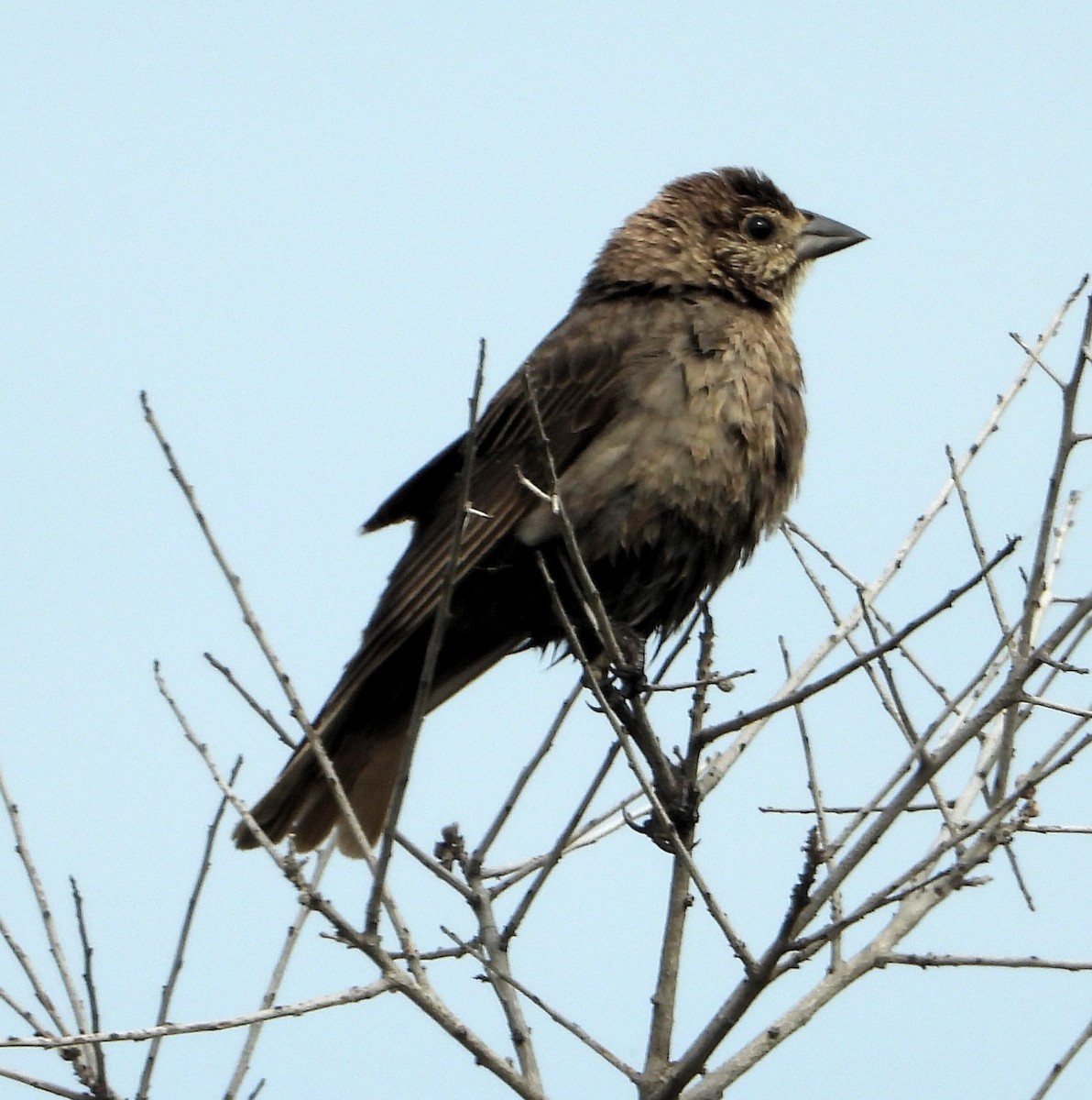 Brown-headed Cowbird - ML618935046