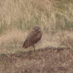 Burrowing Owl - ML618935049