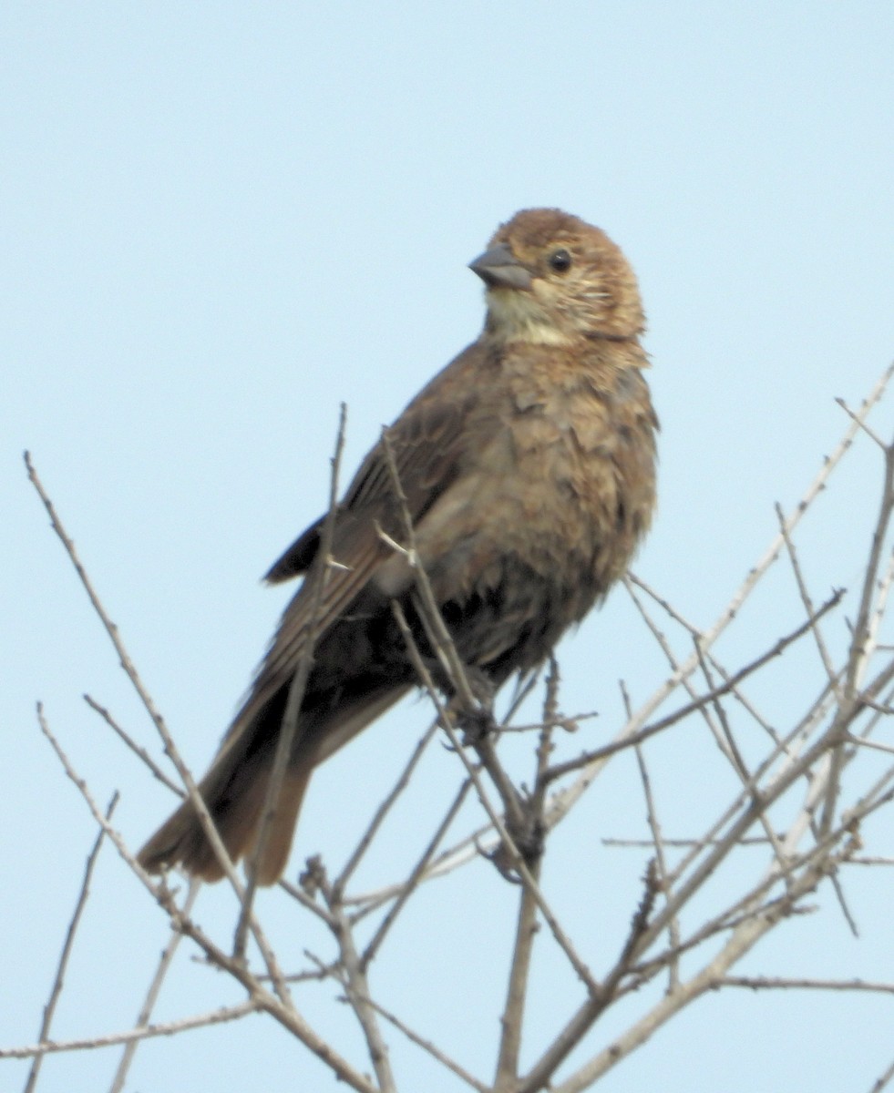 Brown-headed Cowbird - ML618935056
