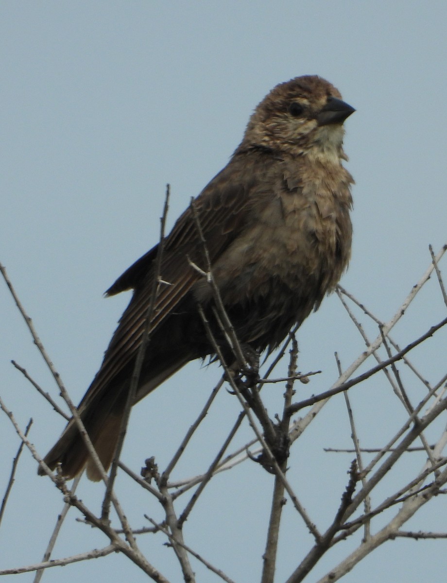 Brown-headed Cowbird - Jay Huner