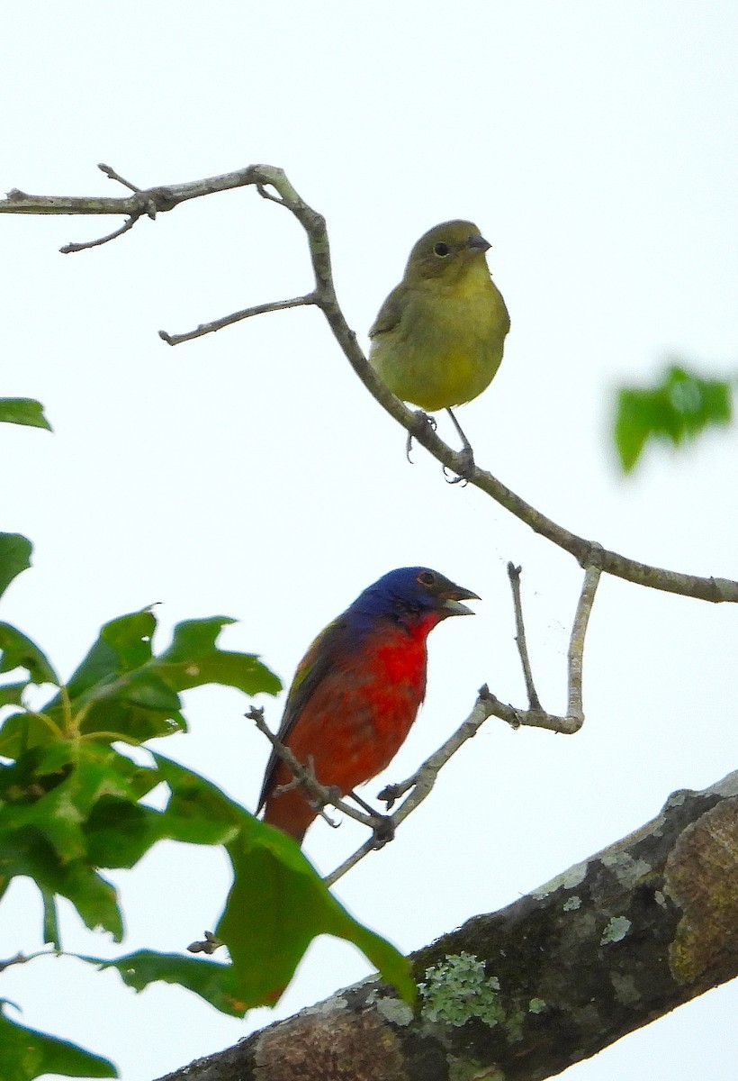 Painted Bunting - ML618935079