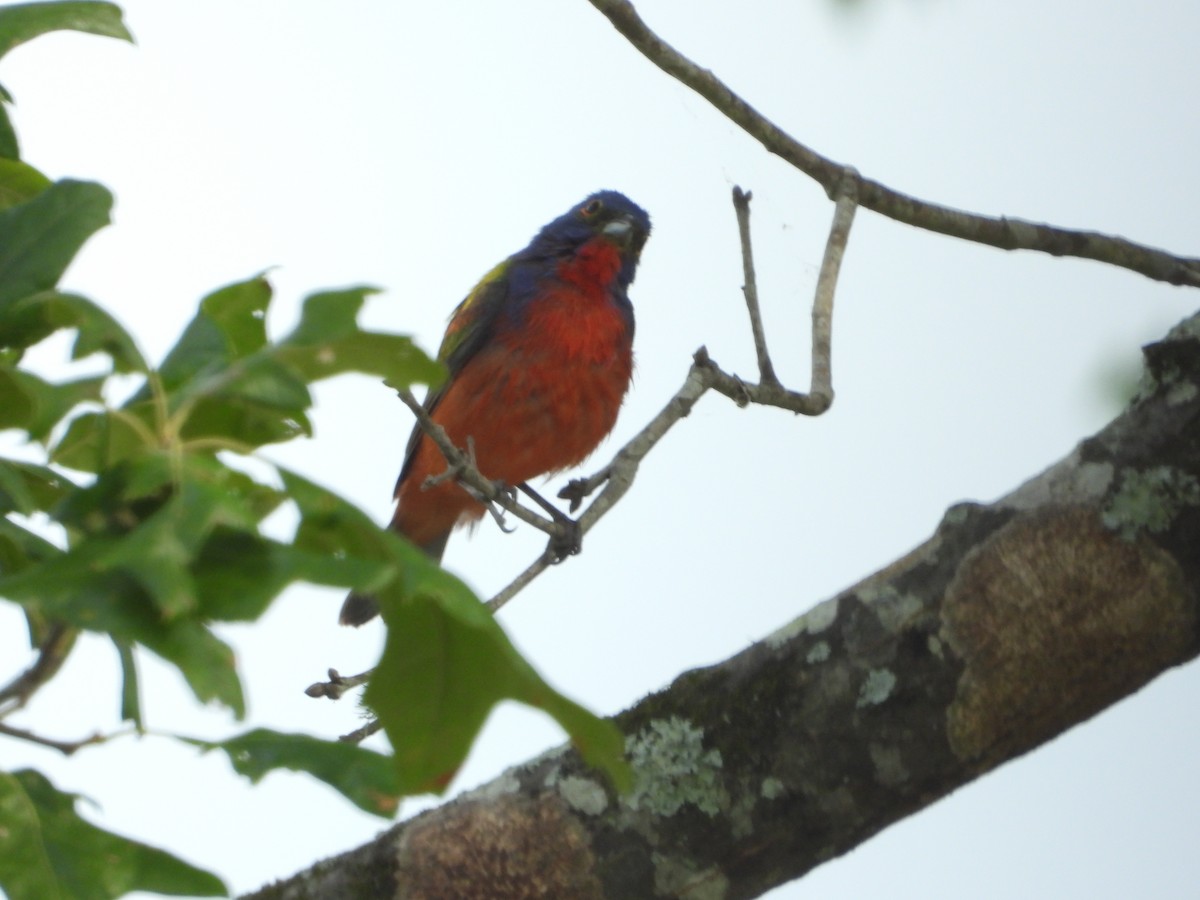 Painted Bunting - Jay Huner