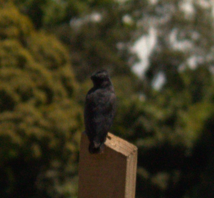 Swallow-winged Puffbird - THALIA DEL CASTILLO MUÑOZ