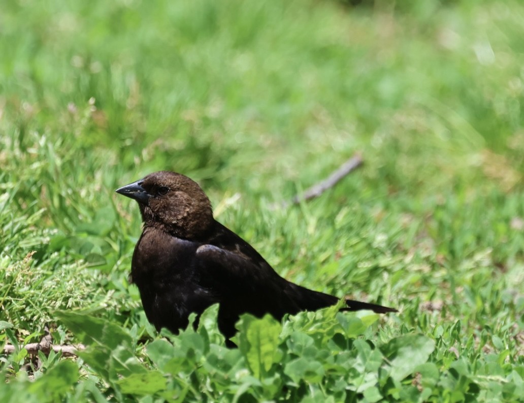 Brown-headed Cowbird - ML618935110